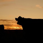 cattle sunset - ranch security