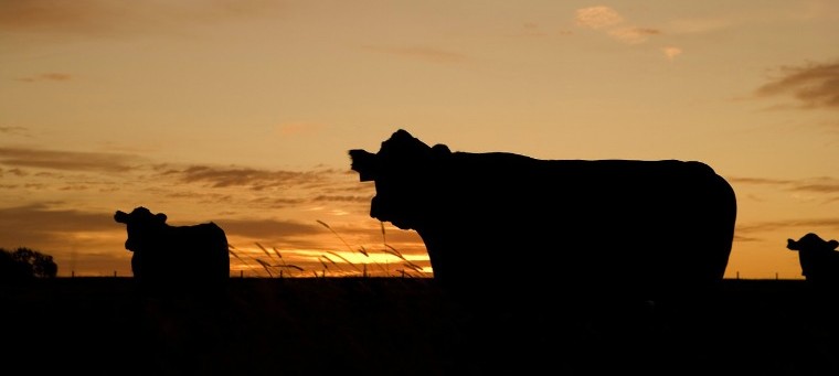 cattle sunset - ranch security