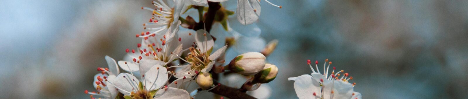 Spring flowers to commemorate Easter and Passover