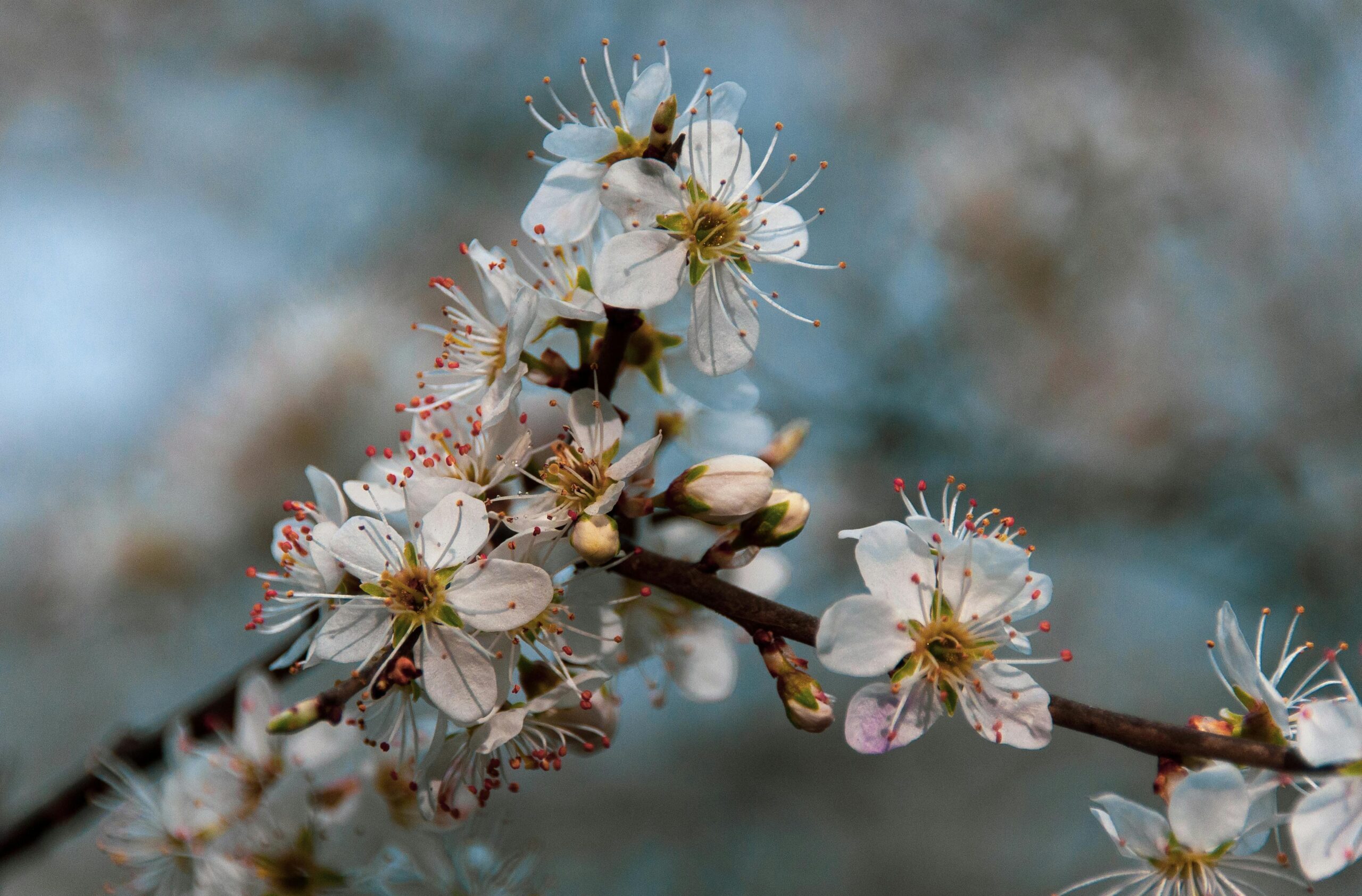 Spring flowers to commemorate Easter and Passover
